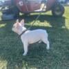 AKC fawn piebald French Bulldog