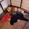Two and a half year old corgis AKC come with the papers asking 350.00