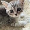 Tabby Striped Smoke British Shorthair 