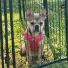 FLUFFY carrier French bulldog