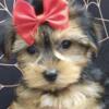 Yorkie Puppies for sale. New York and New Jersey