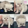 CFA Registered Full Bred Persian kittens