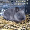 Siamese Sable Netherland Dwarf Buck Bunny 