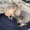 Looking for a good home for my babies 700