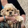 Cocker Spaniel
