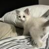 Female Ragdoll Kitten for Sale