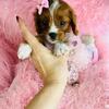 Cavapoo Puppies