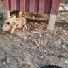 6 week old kune kune pig