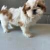 Adorable Shih Tzu puppies