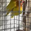 Pair of lovebirds