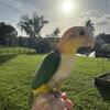 White belly caique