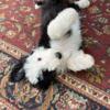 Sheepadoodle F small frame