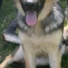 AKC registered German shepherd