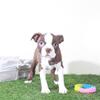Poppy Sweet AKC Female Boston Terrier Puppy