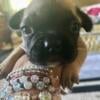 Little Ms Fendi French Bulldog Female