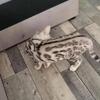 Beautiful Bengal Kittens Looking for Their Forever Homes