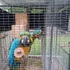 Male and female blue and gold macaws