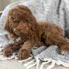 Goldendoodle Male