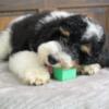 Tiny/Mini Bernedoodle puppies 12-35 pounds as adults F1BB