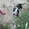 Registered year old apbt female