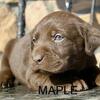 ACA REGISTERED Labrador Retriever *Maple*
