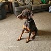 Doberman AKC