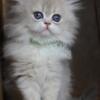 Cute Persian kittens available in New York City