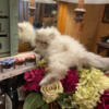 CFA Purebred Persian Kittens