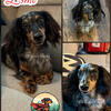 AKC Longhaired Black & Tan Boy