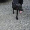 Black Lab (female)