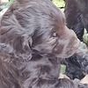 Boykin spaniel  ( water fowl)    greater hunter and very loyal