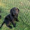 Labrador retriever puppies 