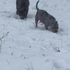 American Pit Bully’s 