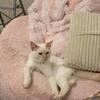 Flame Point Siamese Kitten