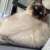 2 yr old male Himalayan cat