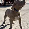 🔥 XL AMERICAN BULLY PUP 🔥