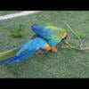 Catalina Macaw 2 years old