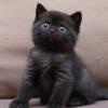 NEW Elite British kitten from Europe with excellent pedigree, male. Voltaire
