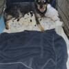 Australian Cattle Dog / Blue Heeler pup 8.16.24 born