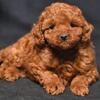 Tiny Tiny Poodle