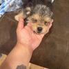 Puppies for sale