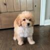 F1b MINI GOLDENDOODLE PUPPIES