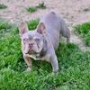 French Bulldog Male Stud Service.