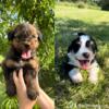 Bernedoodle Puppies Ready to go Home!