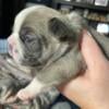 4 weeks old French bulldog