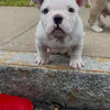 Nano Exotic Bully Female Available