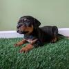 Rottweiler pups