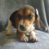 AKC beagle puppies