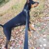 Doberman Pinscher Stud