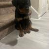 Calm, 12 Week, AKC Rottweiler for sale Louisville